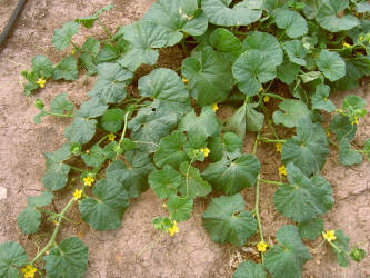 Cantaloupe, Cucumis melo