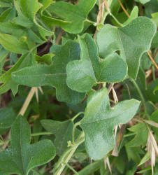 Carolina Snailseed, Cocculus carolinus, A (1)