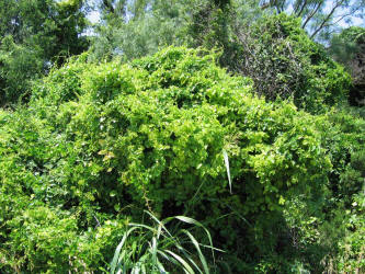 Carolina Snailseed, Cocculus carolinus, A (15)