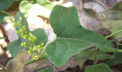 Carolina Snailseed, Cocculus carolinus, A (2)