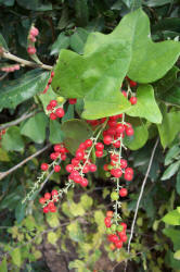 Carolina Snailseed, Cocculus carolinus, A (5)