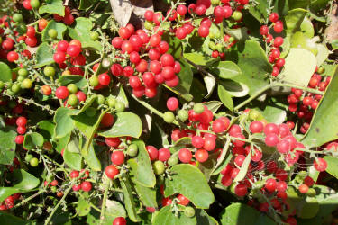 Carolina Snailseed, Cocculus carolinus, A (7)