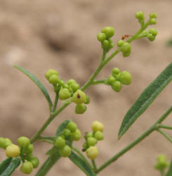 Carolina Snailseed, Cocculus carolinus, B (1)