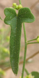 Carolina Snailseed, Cocculus carolinus, B (2)