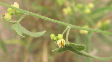 Carolina Snailseed, Cocculus carolinus, B (3)