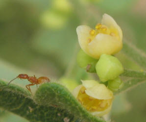 Carolina Snailseed, Cocculus carolinus, B (4)