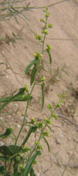 Carolina Snailseed, Cocculus carolinus, B