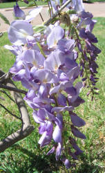 Chinese Wisteria, Wisteria sinensis