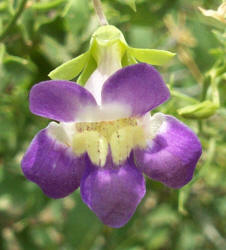 Climbing Snapdragon, Maurandella antirrhiniflora (1)