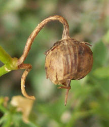 Climbing Snapdragon, Maurandella antirrhiniflora (3)