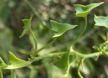 Climbing Snapdragon, Maurandella antirrhiniflora (4)