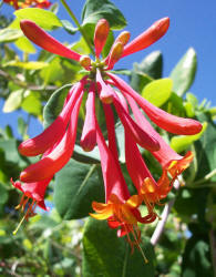 Coral Honeysuckle, Lonicera sempervirens (1)