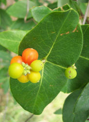 Coral Honeysuckle, Lonicera sempervirens (4)