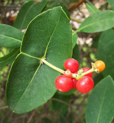 Coral Honeysuckle, Lonicera sempervirens (5)