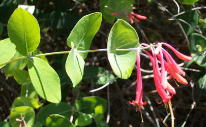 Coral Honeysuckle, Lonicera sempervirens