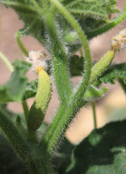 Cucumber, Cucumis sativus (2)