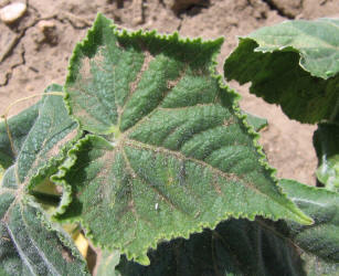 Cucumber, Cucumis sativus (3)