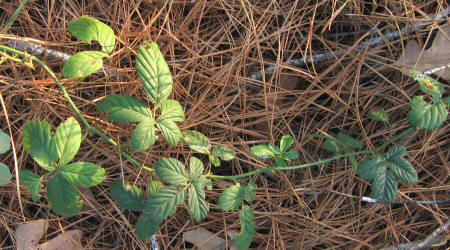 Falling Dewberry, Rubus apogaeus, KO (1)