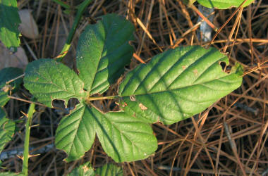 Falling Dewberry, Rubus apogaeus, KO