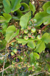 Ivy Treebine, Cissus trifoliata, A (3)