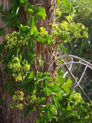 Ivy Treebine, Cissus trifoliata, A