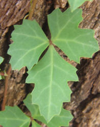 Ivy Treebine, Cissus trifoliata, B (1)