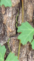 Ivy Treebine, Cissus trifoliata, B (2)