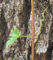 Ivy Treebine, Cissus trifoliata, B (3)