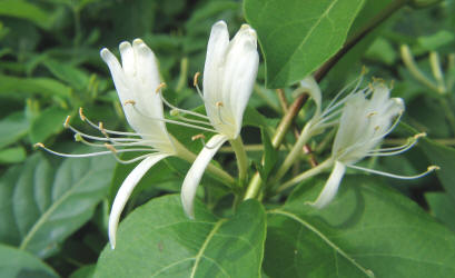 Japanese Honeysuckle, Lonicera japonica (1)