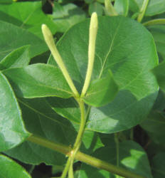 Japanese Honeysuckle, Lonicera japonica