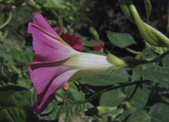 Morning Glory, Ipomoea purpurea,  rose (2)