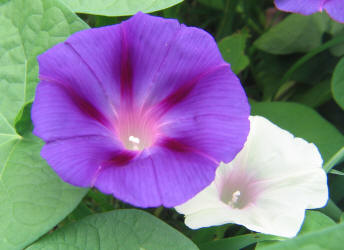 Morning Glory, Ipomoea purpurea,  rose (4)