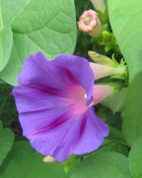 Morning Glory, Ipomoea purpurea,  rose (5)