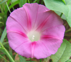 Morning Glory, Ipomoea purpurea,  rose (6)