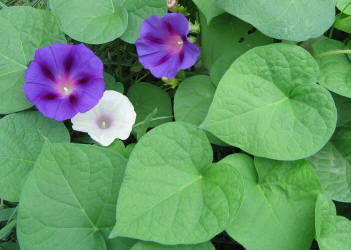 Morning Glory, Ipomoea purpurea,  rose (7)