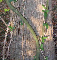 Muscadine Grape, Vitis rotundifolia, VZ (1)