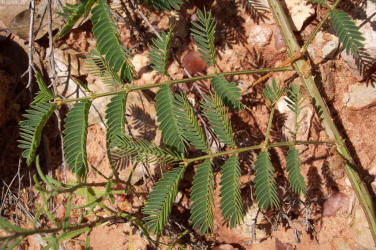 Nuttall's Sensitive Briar, Mimosa nuttallii (3)