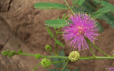 Nuttall's Sensitive Briar, Mimosa nuttallii (8)