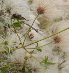 Old-man's-beard, Clematis drummondii (13)