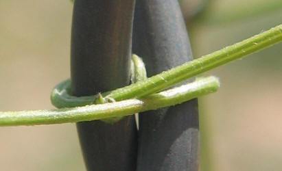 Old-man's-beard, Clematis drummondii (17)