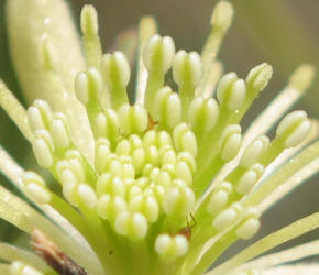 Old-man's-beard, Clematis drummondii (18)