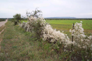 Old-man's-beard, Clematis drummondii (2)