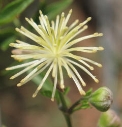 Old-man's-beard, Clematis drummondii (20)