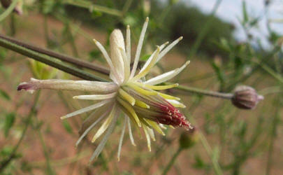 Old-man's-beard, Clematis drummondii (4)