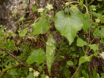 Pearl Milkweed Vine, Matelea reticulata, Runfeldt (2)