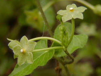 Pearl Milkweed Vine, Matelea reticulata, Runfeldt