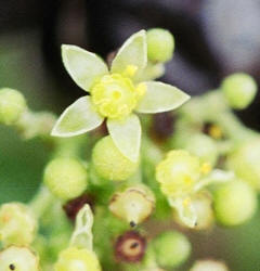 Peppervine, Ampelopsis arborea, Hill (1)