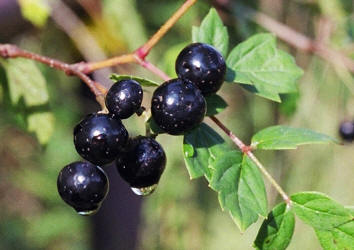 Peppervine, Ampelopsis arborea, Hill (2)