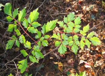 Peppervine, Ampelopsis arborea, VZ_