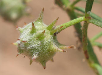 Prairie Sandbur, Krameria lanceolata (10)